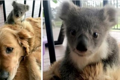 Golden Retriever zaskakuje swoją właścicielkę malutką koalą, której uratował życie.