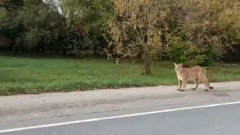 Nagrali jak puma biegająca wolno po wsi zapolowała na psa sąsiada