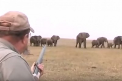 Amerykański turysta „wita” się z rodziną słoni w Namibii. Ludzkie okrucieństwo nie zna granic