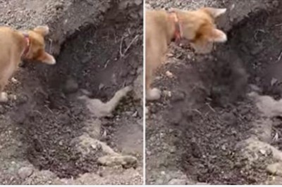 Przesuwa pyszczkiem ziemie, żeby zakopać swojego jedynego towarzysza. To nagranie łamie serce