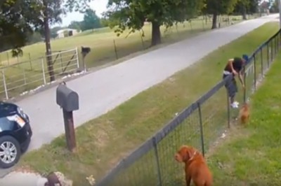 Zabrali szczeniaka spod nosa rodziców. To było bezczelne