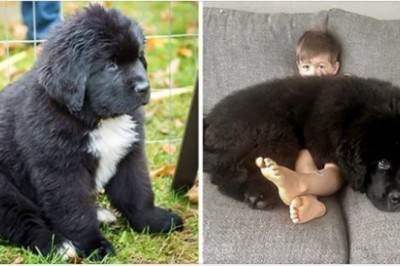 19 zwierząt, których są zdecydowanie większe niż możesz to sobie wyobrazić. Ich rozmiar przekracza granice 