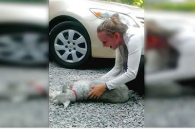 Pies zobaczył swoją właścicielkę po 2 latach rozłąki. Z emocji zwierzak traci przytomność