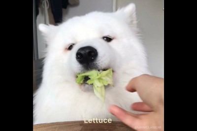 Recenzje jedzenia w wykonaniu wybitnego i profesjonalnego degustatora