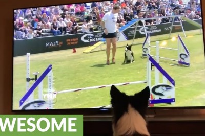 Border collie ogląda swój zwycięski bieg w zawodach. Niesamowicie to przeżywa