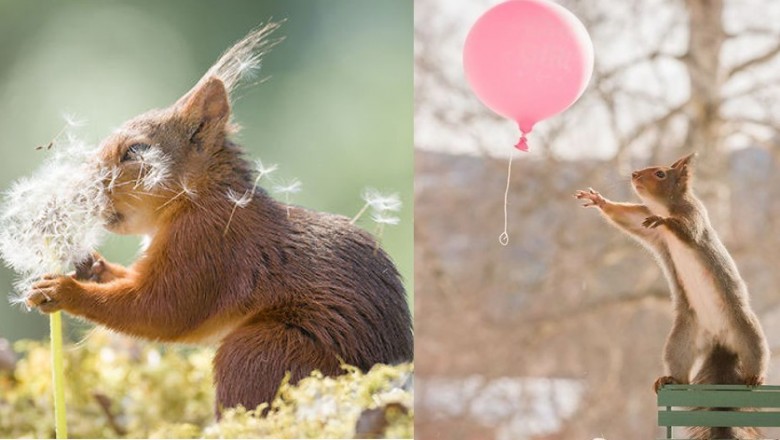 Przez 6 lat fotografowałem rodzinę wiewiórek w moim ogródku. Oto 20 najlepszych zdjęć