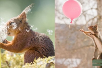 Przez 6 lat fotografowałem rodzinę wiewiórek w moim ogródku. Oto 20 najlepszych zdjęć