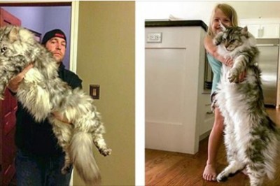 Te 21 majestatycznych kotów rasy Maine Coon pokaże ci kto tak naprawdę rządzi w domu