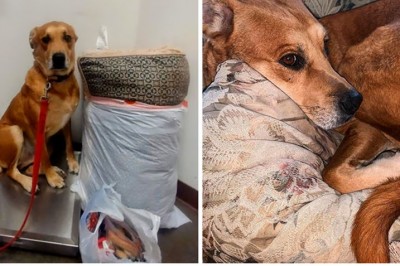 Właściciel zostawia w schronisku psa wraz z zabawkami i posłaniem. Wzruszeni pracownicy postanawiają działać