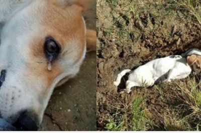 Umierający psiak uronił łzę. Wyglądało tak jakby był świadomy, że to koniec