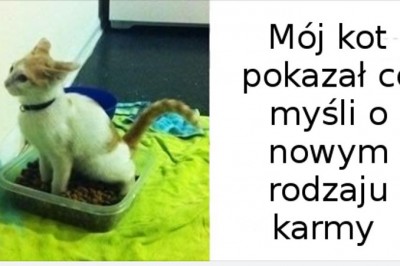 Te zwierzęta pokazały, że mają gdzieś ludzkie zasady. Żaden człowiek nie będzie im mówił jak żyć 