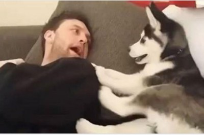 Mały husky kłóci się ze swoim właścicielem. Zabawny filmik ma już niemal 5 mln wyświetleń