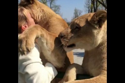 Lwy witają kobietę, która uratowała je z cyrku, gdy były jeszcze małymi lwiątkami