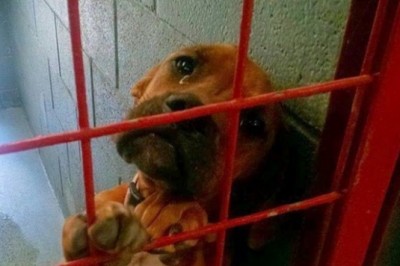 „Na ten widok serce pęka.” Spojrzenie porzuconego psa ze schroniska wywołuje ciarki na plecach