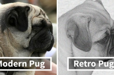 „Mopsy nie są urocze, to zdeformowane, chore zwierzęta, które nie powinny istnieć” Brutalna prawda o modzie na pieska 