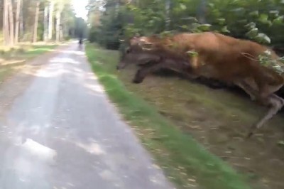 Gdyby tego nie nagrał nikt by mu nie uwierzył. Rowerzysta vs niespodzianka w lesie