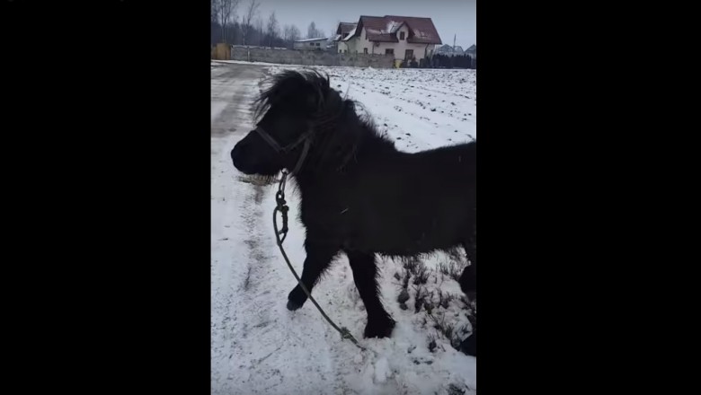 Myślał, że to koń. Czyli dziwne spotkanie w czasie spaceru