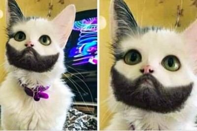 Te zwierzaki trafiły 10 w loterii genowej. Ich wygląd jest po prostu idealny. 