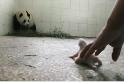 Wielka Panda ignorowała swojego noworodka. Udało się uchwycić moment gdy instynkt macierzyński wziął górę 