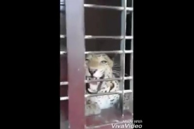 Leopard wpadł do biura. Nie wiedzieli jak go stamtąd wyciągnąć