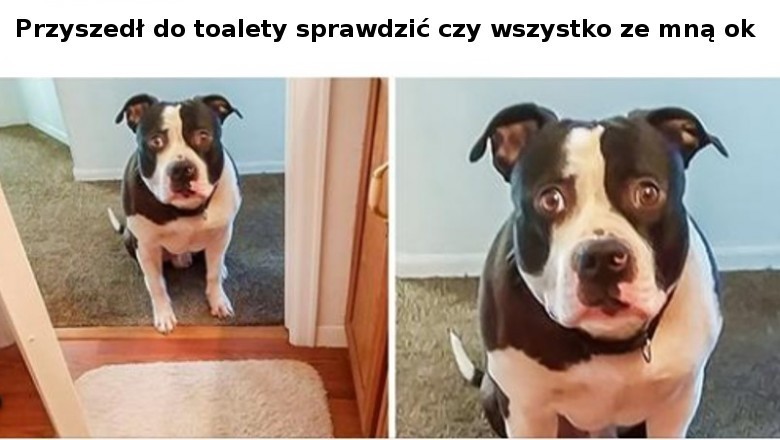 Te rzeczy dzieją się w życiu właścicieli psów praktycznie każdego dnia. Znasz to z praktyki? 