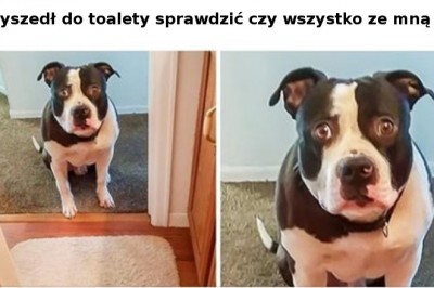 Te rzeczy dzieją się w życiu właścicieli psów praktycznie każdego dnia. Znasz to z praktyki? 