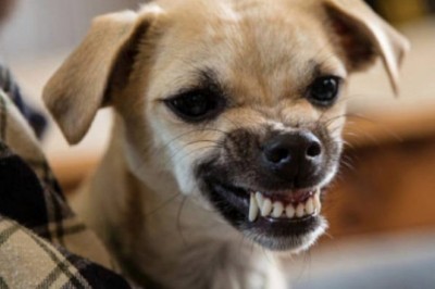  Psy bezproblemowo rozpoznają złych ludzi w otoczeniu. W tej kwestii rzadko popełniają błędy