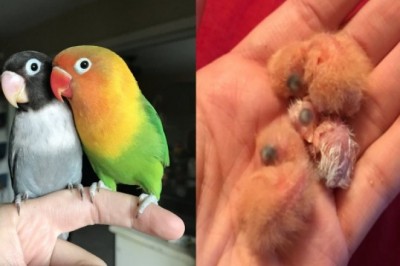 Kiwi i jego gotycka dziewczyna doczekali się czwórki pisklaków. Gdy maluchy podrosły wyglądają niezwykle