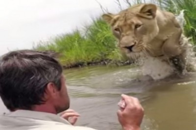 Po 7 latach lwica spotkała człowieka, który uratował jej życie. Wielki kot natychmiast się na niego rzuca