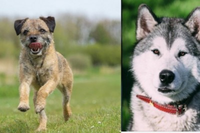 Jaka rasa psów pasuje do ciebie najbardziej? Powie ci o tym twój znak zodiaku