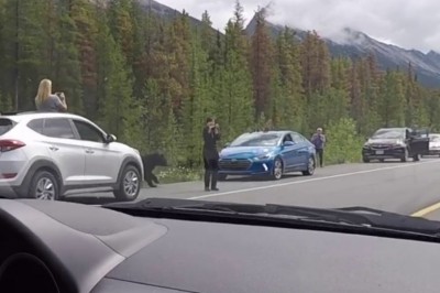 Myślisz, że widziałeś szczyt głupoty turystów? To zobacz tych co chcieli sfilmować niedźwiedzia