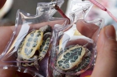 Żywe zwierzęta zamykają w plastikowych workach i sprzedają jako breloczki. Okrutna moda z Chin