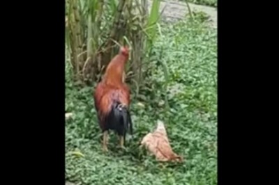 Kura udaje trupa, żeby kogut dał jej spokój. Czyli ból głowy u kobiety w kurzej odmianie