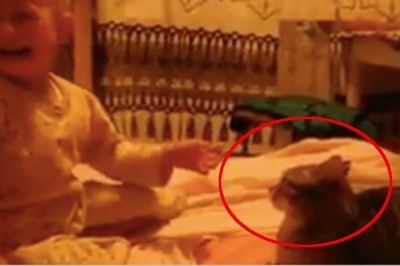 Płaczące dziecko uderza kota. Reakcja zwierzęcia wywołała bardzo dużo kontrowersji