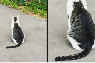 Te kociaki mają tak niezwykłe symbole na futrze, że pomyślisz, że to Photoshop. Prawdziwi szczęściarze