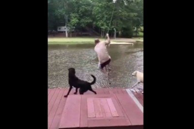 Psy wskoczyły za właścicielem by go ratować, chociaż chciał tylko popływać. Prawdziwi przyjaciele