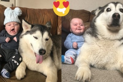 Husky od pierwszego dnia obiecał, że będzie pilnował tego maluszka. Psy zawsze dotrzymują słowa