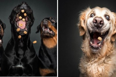 Uchwyciła miny psów próbujących złapać smakołyki. Oglądając te zdjęcia nie da się nie śmiać 