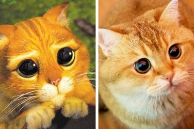 Te zwierzaki wyglądają jak bohaterowie ulubionych bajek. Ciężko uwierzyć w te podobieństwo