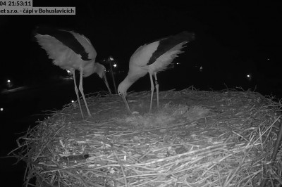 Widzieliście jak świętują bociany po pojawieniu się pierwszego jajka? Widok z gniazda