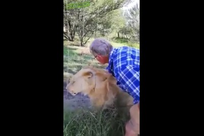 Turysta włożył rękę do zagrody z lwami. Chciał je pogłaskać, ale się zdziwił