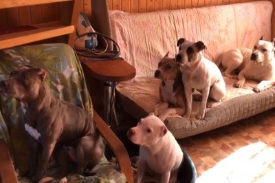 Myślisz, że masz posłusznego psa? To zobacz jak wychował swoje ten gościu