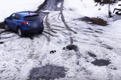 Pies ratuje swojego małego kumpla przed rozjechaniem autem. Rewelacyjna akcja