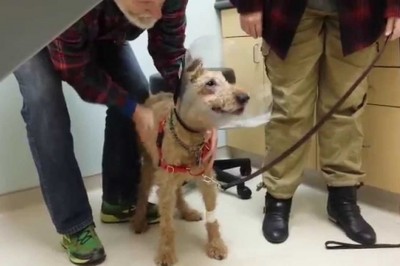 Pies stracił wzrok przez cukrzycę. Dzięki operacji mógł znów zobaczyć swoją rodzinę