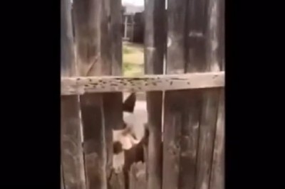 Puszek nie gryzie. Czyli kiedy chcesz pogłaskać psa sąsiada