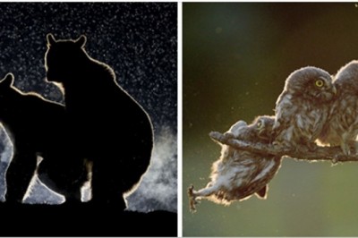 Najlepsze zdjęcia dzikiej przyrody jakie miałam okazję zobaczyć. Przyłapali ich od kuchni