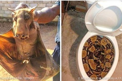 20 stworzeń rodem z koszmarów, naprawdę zamieszkujących naszą planetę. Nie chciałabym ich spotkać 