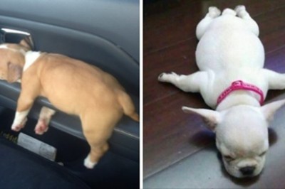 20 psiaków przyłapanych w bardzo nietypowych pozycjach. Udało się uchwycić ten moment 