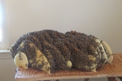 Ciągle słyszała dziwne odgłosy pod łóżkiem więc wezwała specjalistę. To co znalazł zaskoczyło nawet jego 