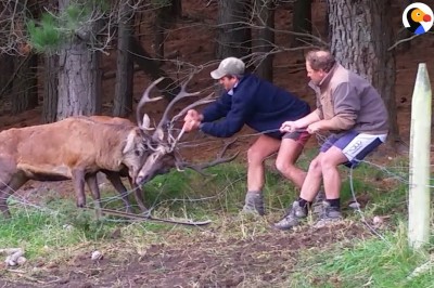 Dwa jelenie kontra dwóch ziomków. Ten film trzyma w napięciu do samego końca